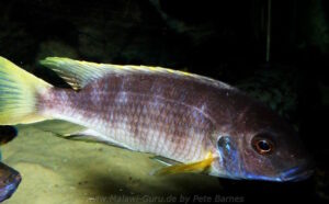 Pseudotropheus livingstonii 'Usisya'